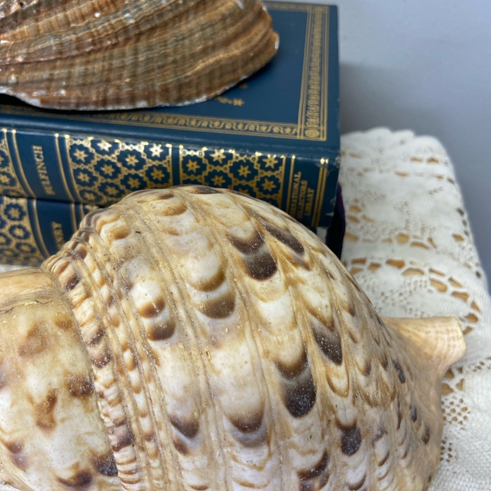 Two Shells-Abalone and Conch - Picture 2 of 11